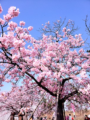 しらこ桜は満開です♪