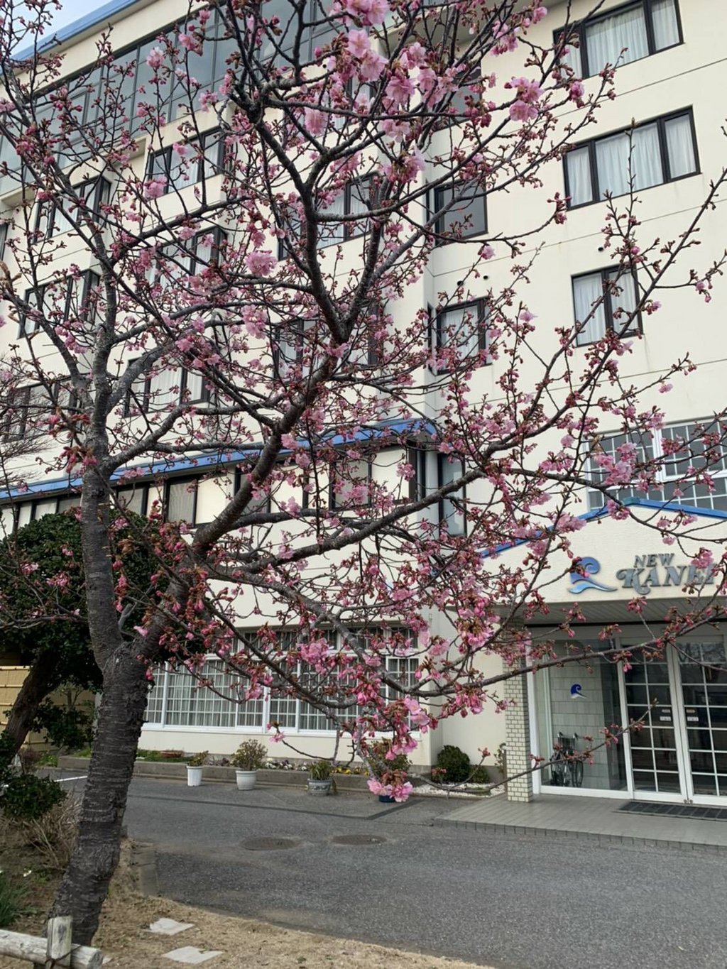 桜がたくさん咲いてきましたぁ(o^―^o)ﾆｺ
