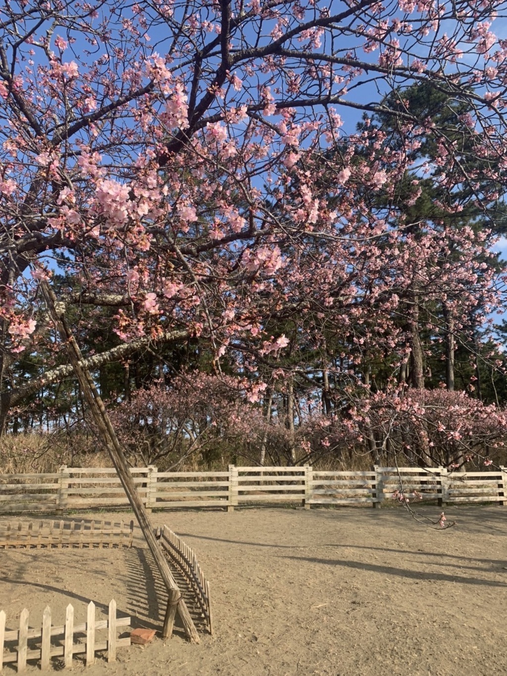 今日の桜　3月3日