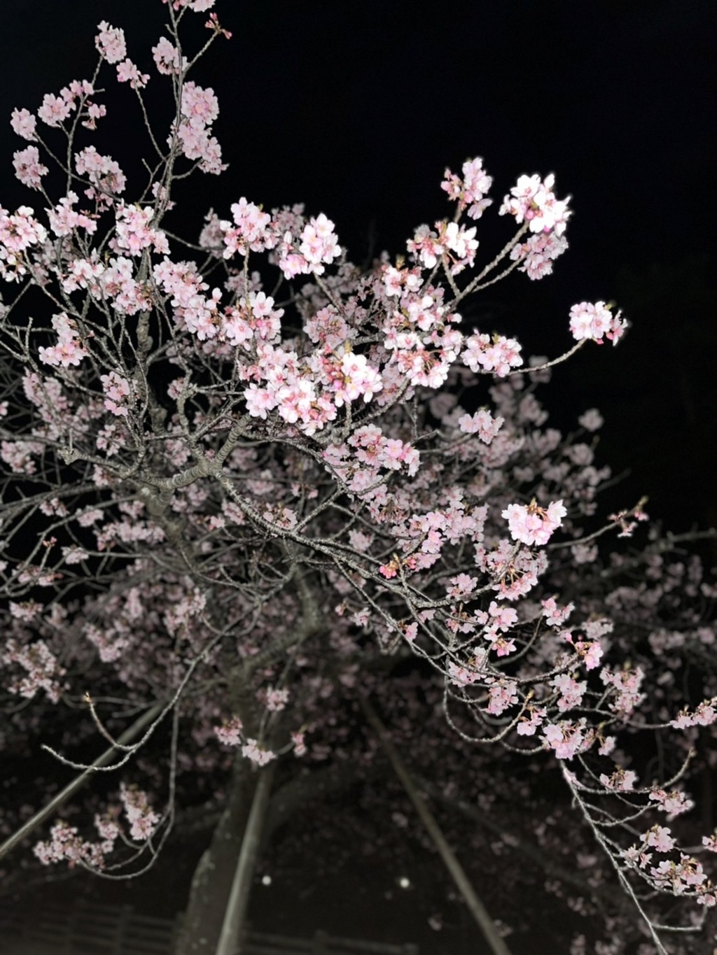 夜桜(^^♪　3/12