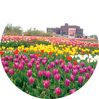 チューリップまつり