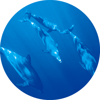 イルカ・クジラ ウォッチ