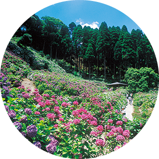 服部農園 あじさい屋敷