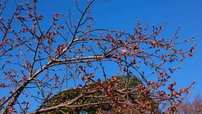 しらこ桜開花状況‼(*^▽^)/★*☆♪