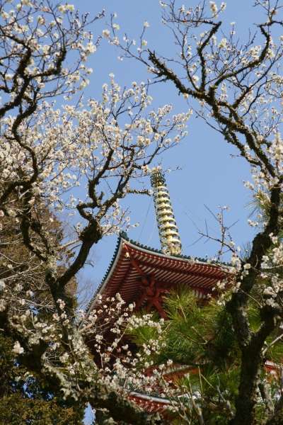 成田の梅まつり(^^)/