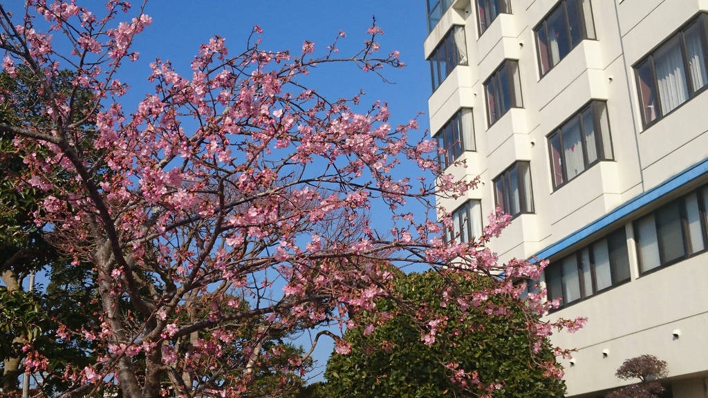 しらこ桜開花状況(*^▽^)/★*☆♪
