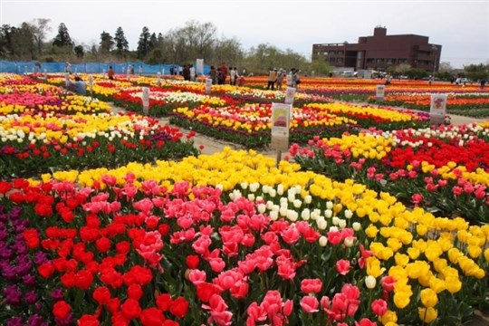 第24回 白子チューリップ祭り