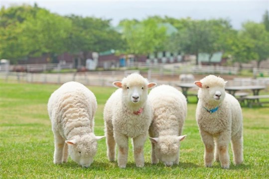 マザー牧場　スプリングフェスタ