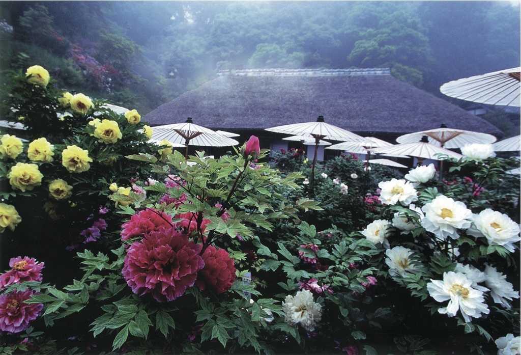見事です！茂原牡丹園