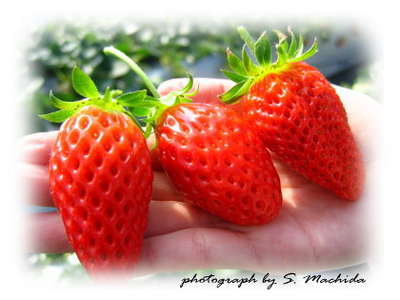 ～山武市☆順子のいちご園～