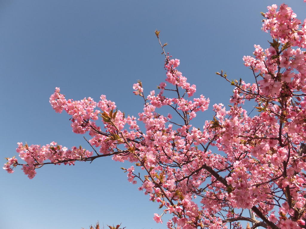 ２月★白子さくらまつり
