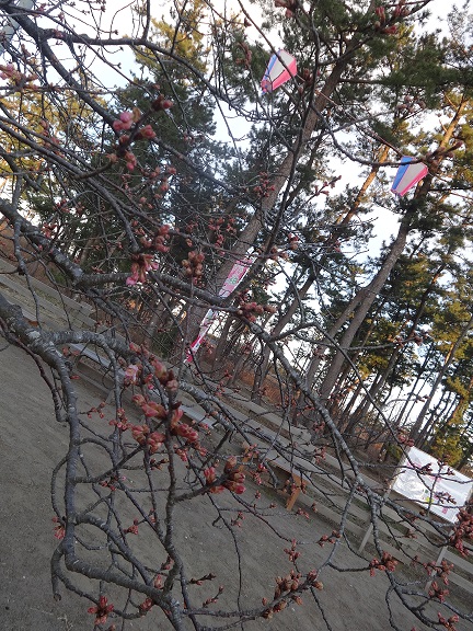 2月13日🌸開花状況