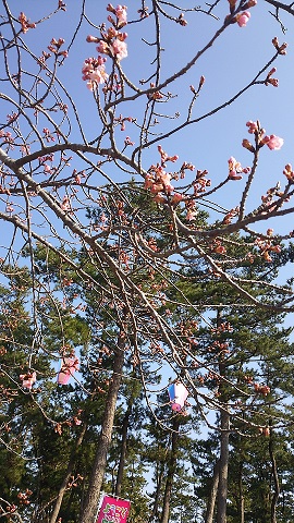 2月15日🌸開花状況