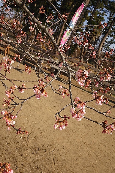 2月20日🌸開花状況