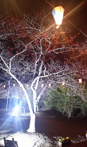 2月25日🌸今日は夜桜～