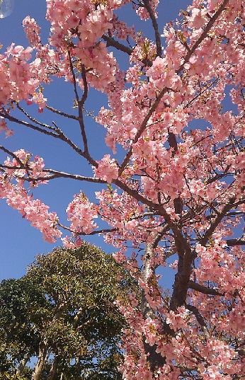本日の桜情報～🌸