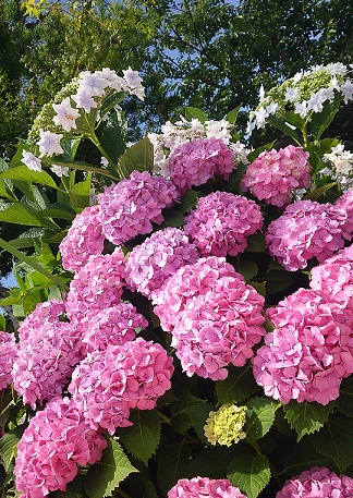 梅雨の季節がやってきました
