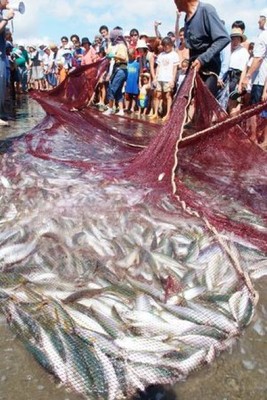 ★白子町<観光地引網>★