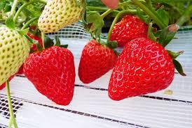 いちご狩り♪みのりの郷　東金