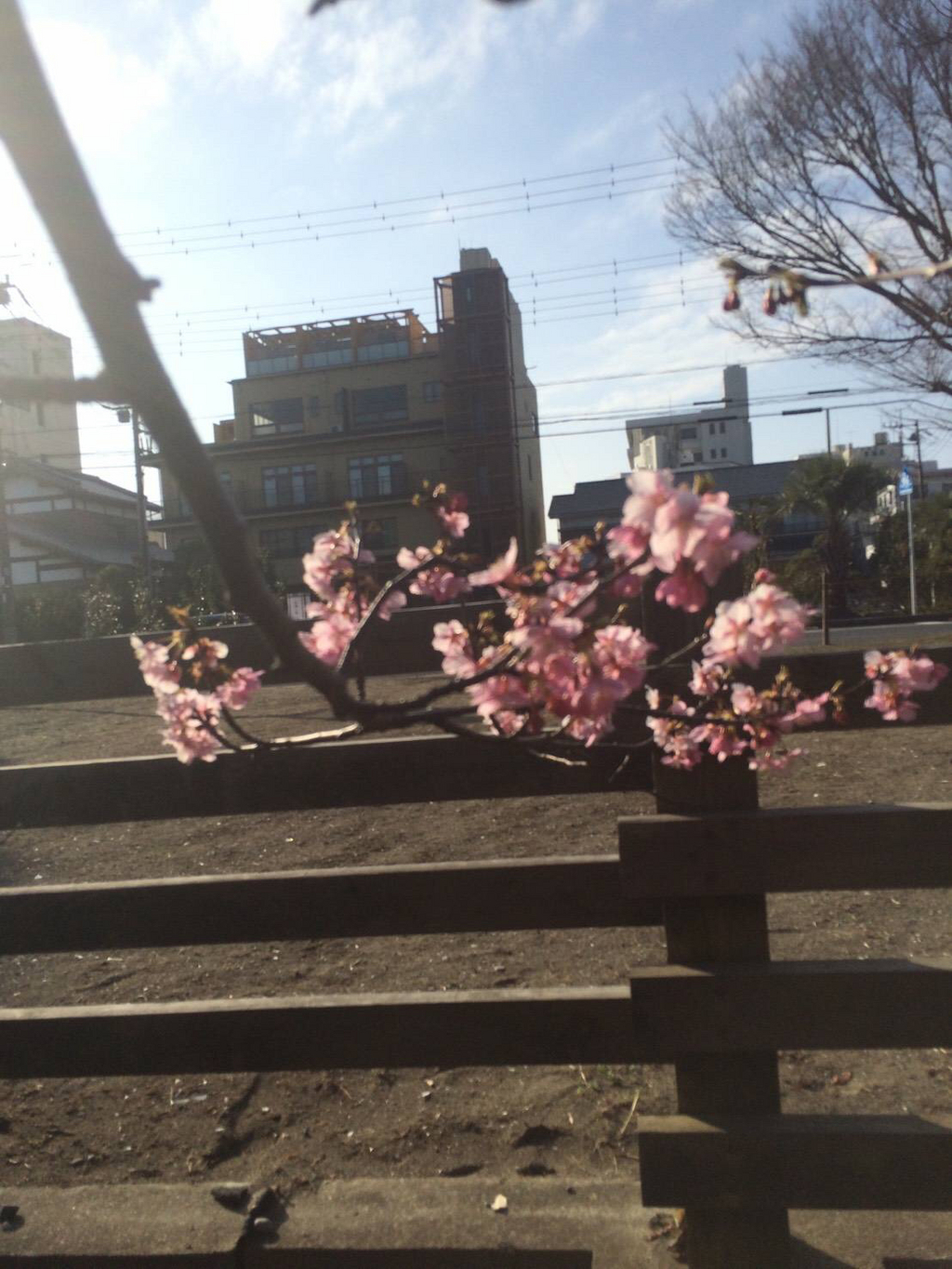2月23日～*開花状況