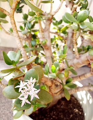 金のなる木にお花が♪