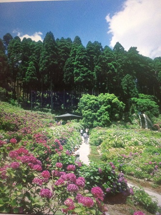 *～茂原・あじさい屋敷～*