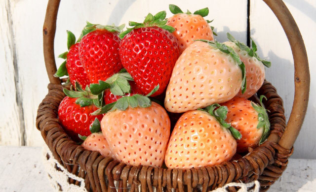 ★近藤いちご園★