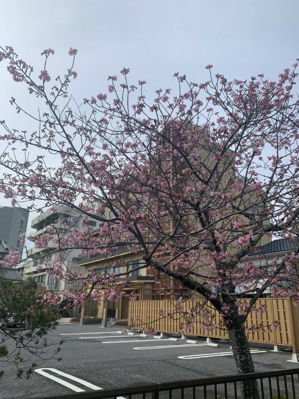 ２月★白子さくらまつり