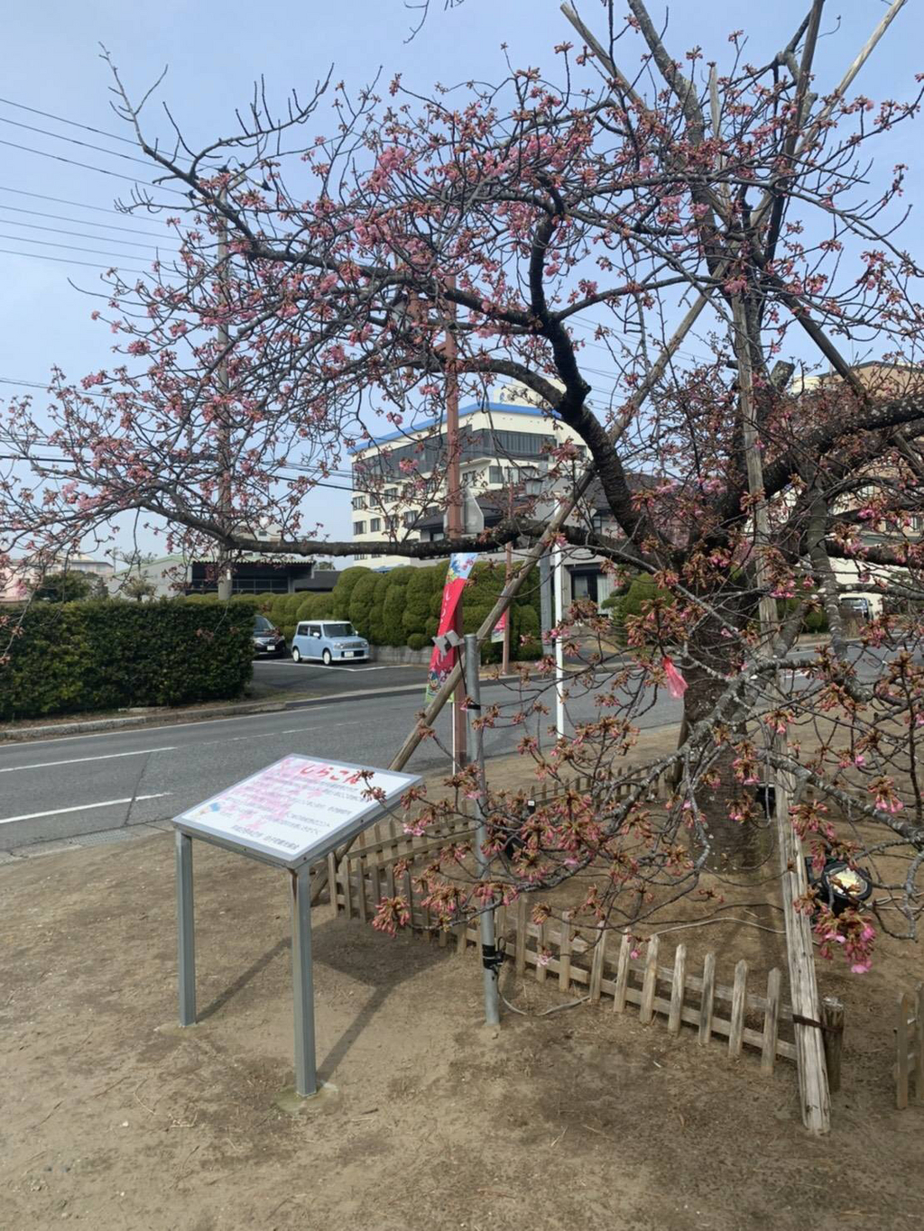 2月14日🌸開花状況