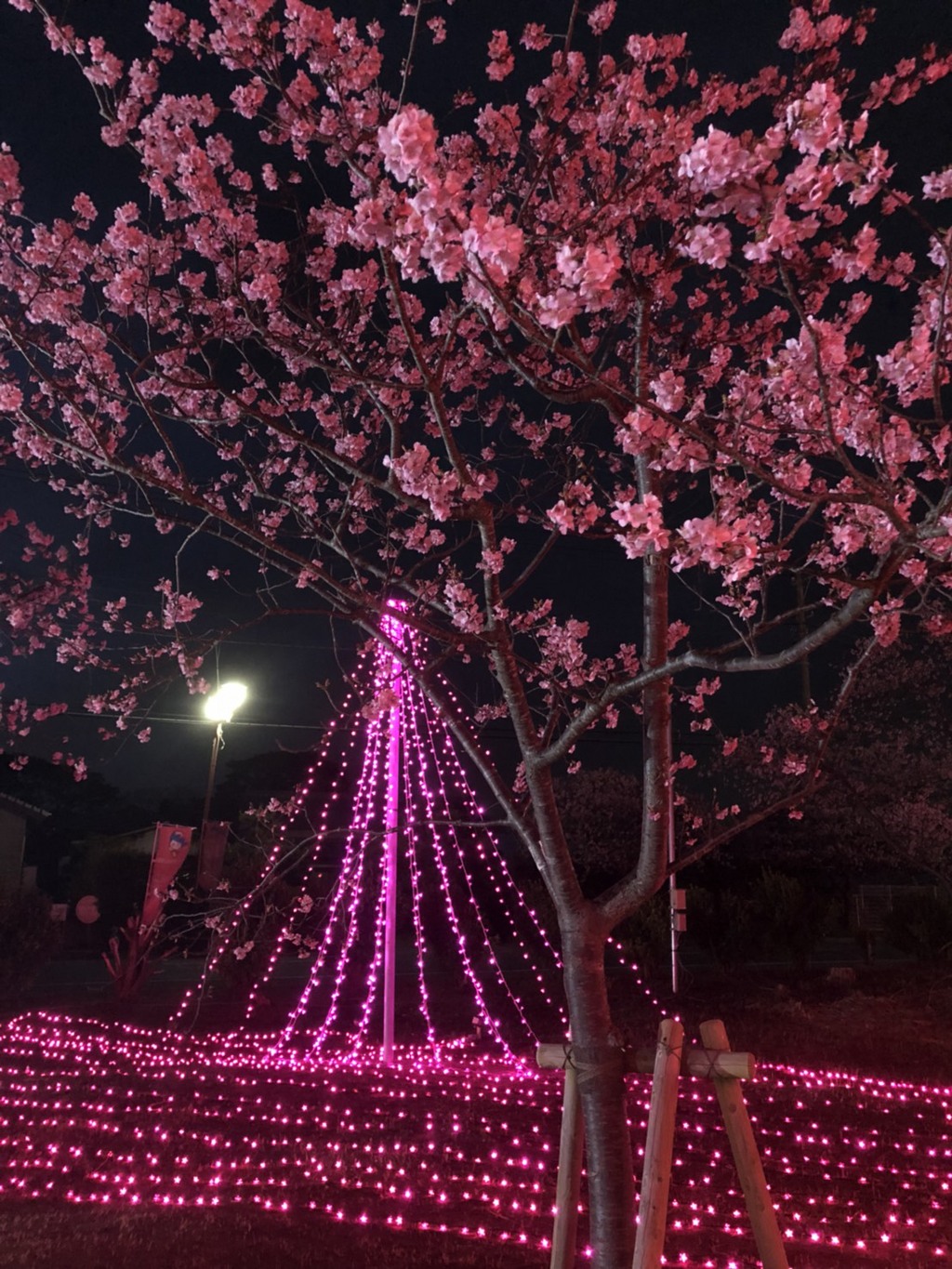 ライトアップ✨