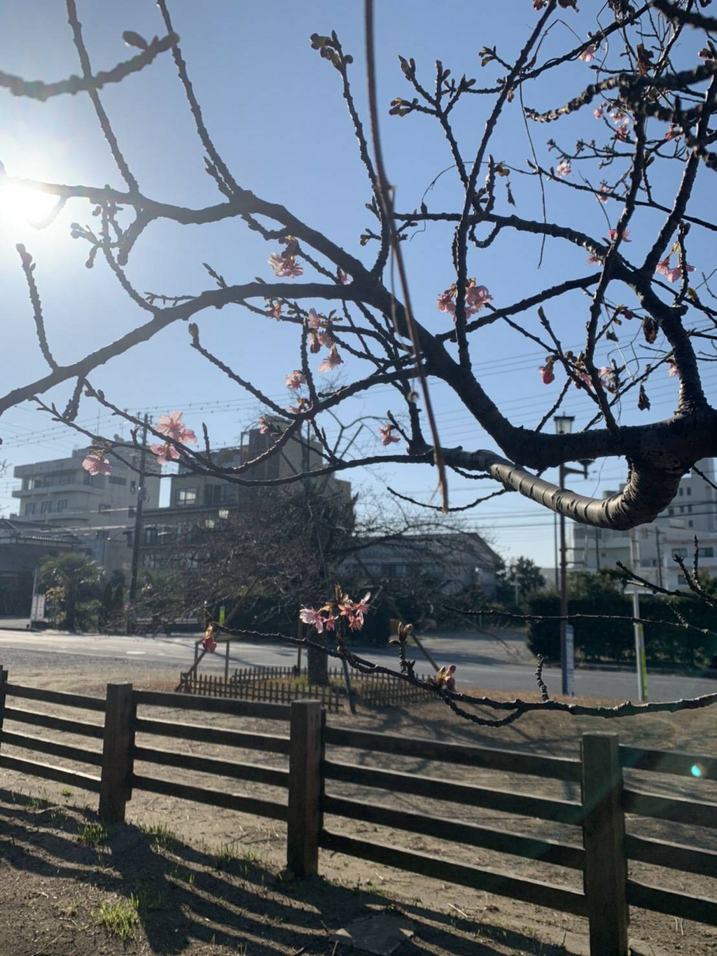 桜