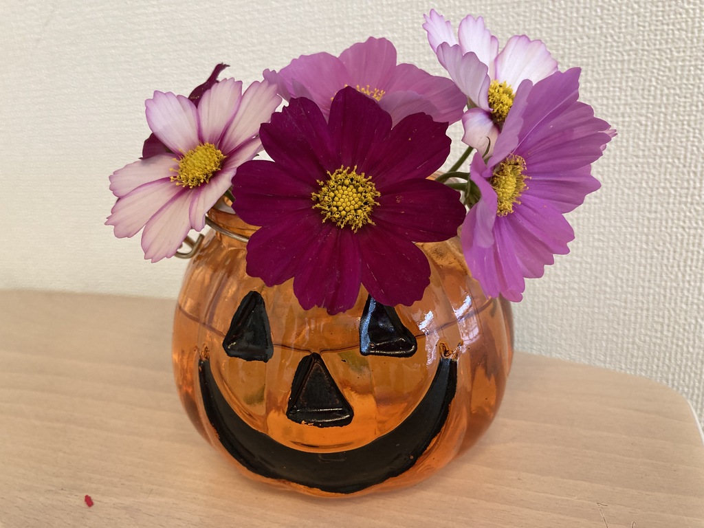 白子町　コスモス